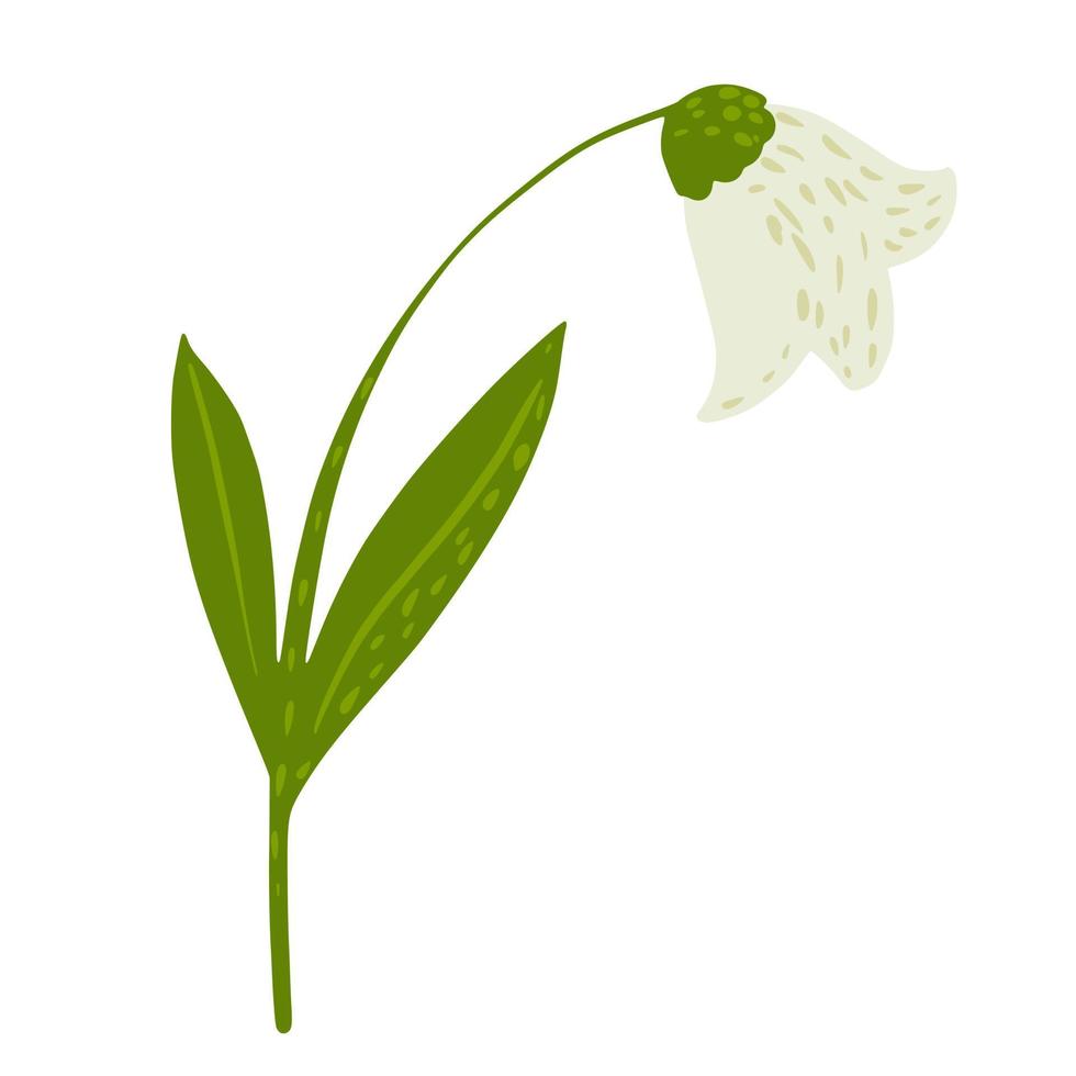 Beautiful bellflower white color isolated on white background. Abstract botanical flower in doodle. vector