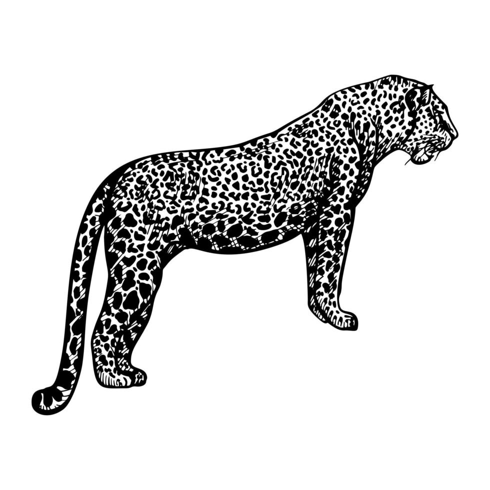 Leopard in engraving style isolated on white background. Hand drawn wildlife animal. vector