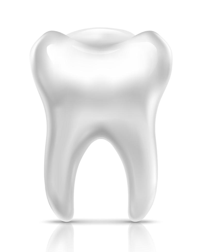 3d realistic vector human tooth, isolated on white background.