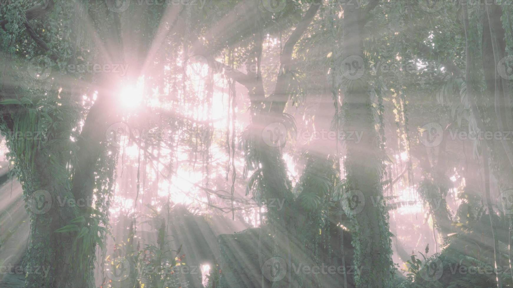 green tropical forest with ray of light photo