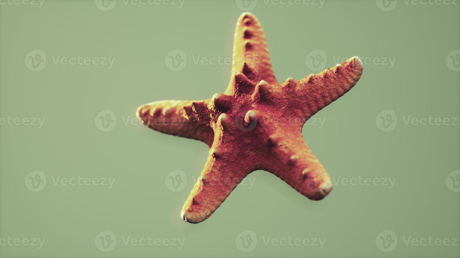 recuerdo de estrella de mar amarilla muerta y seca foto
