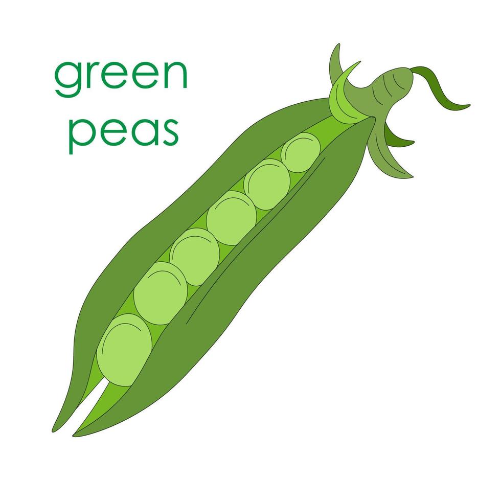 Green peas, one open pod of green rest without leaves. Vegetarian food. eco-friendly, organic farm product. rustic micro-greenery. vegetable pod for canned food vector