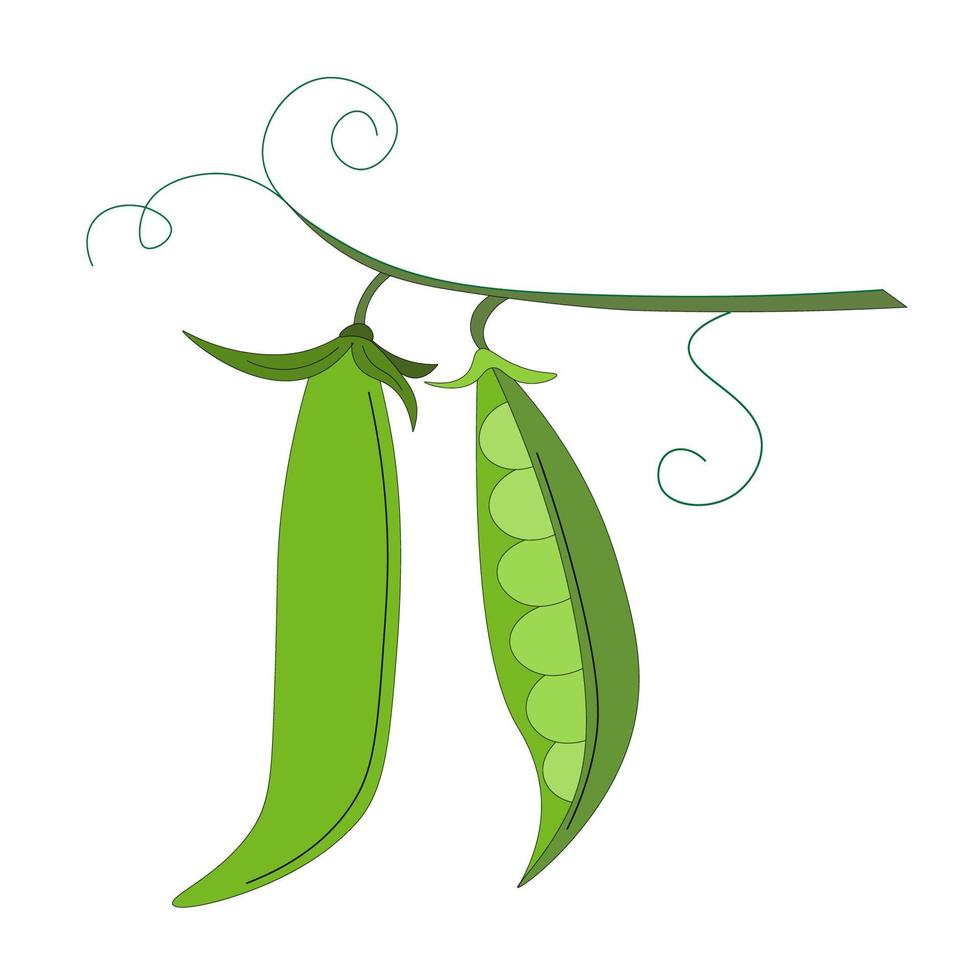 Green peas on twig, two vegetable pods. Vegetarian food. rustic trendy greenery vector