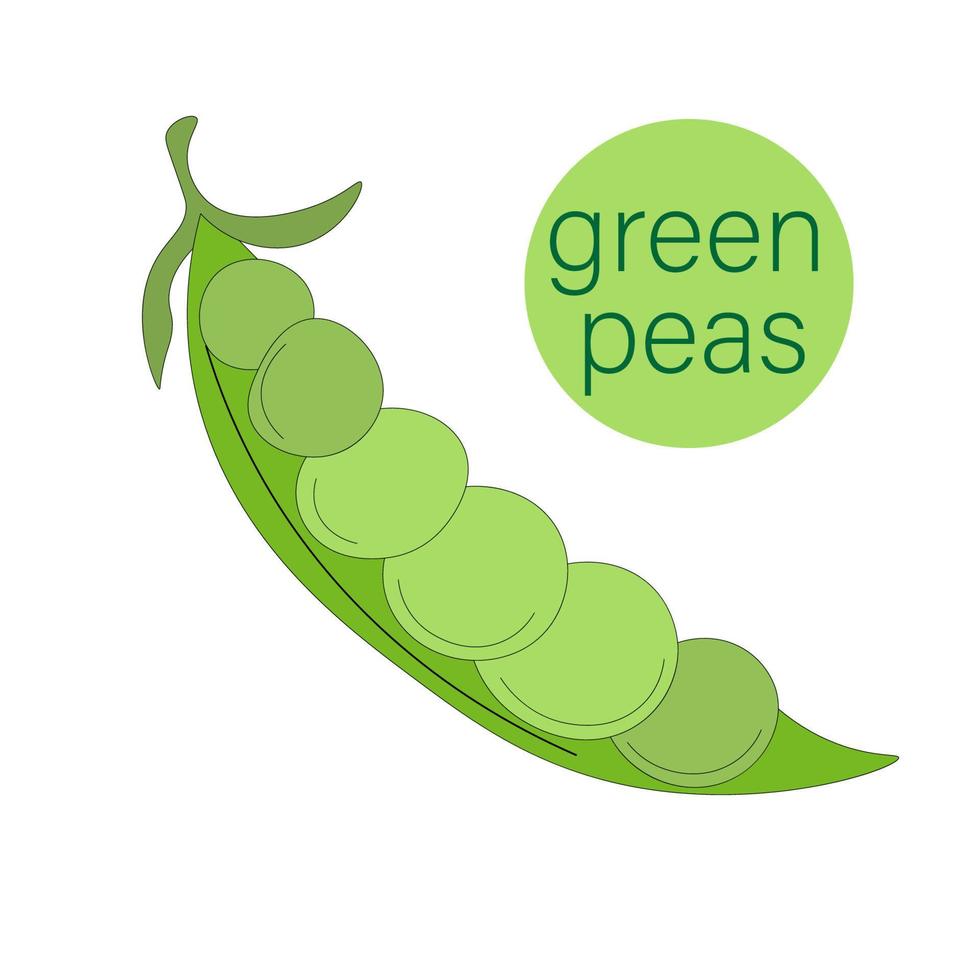 one half of an open pod of green peas without leaves. Green peas, vegetable pod for canned Vegetarian food. eco-friendly, organic farm product. rustic micro-greenery. vector