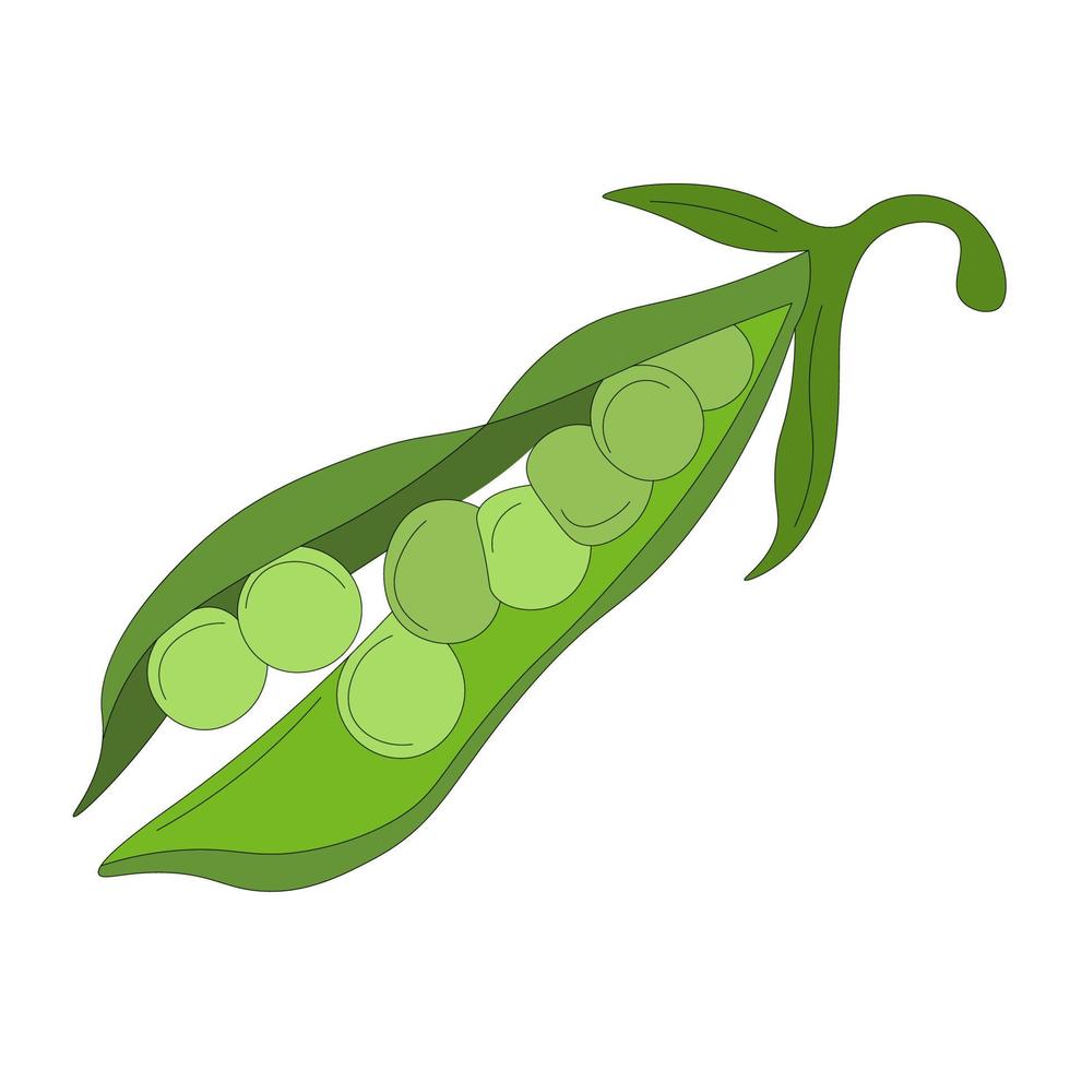 one open pod of green peas without leaves. Vegetarian food. organic farm product. rustic micro greenery.Green peas, vegetable pod. vector