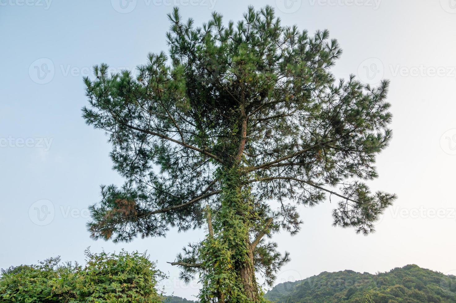 A towering tree under the blue sky photo