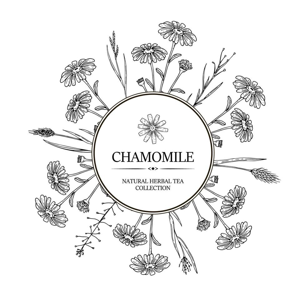 Chamomile herbal tea design. Hand drawn summer wild flowers frame. Vector illustration in sketch stile