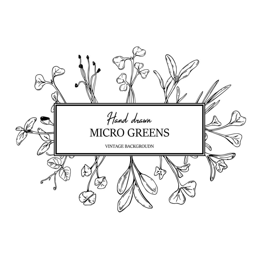 Hand drawn micro greens botany square frame. Healthy vegetarian and vegan food design for company logo, print, packages. Vector illustration in sketch style