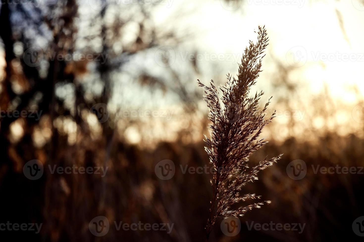 reed stalks in the swamp against sunlight. photo