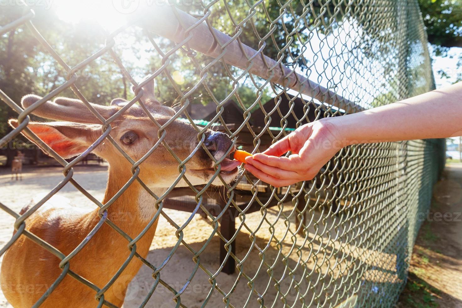 Human hand is feeding a deer with bread photo