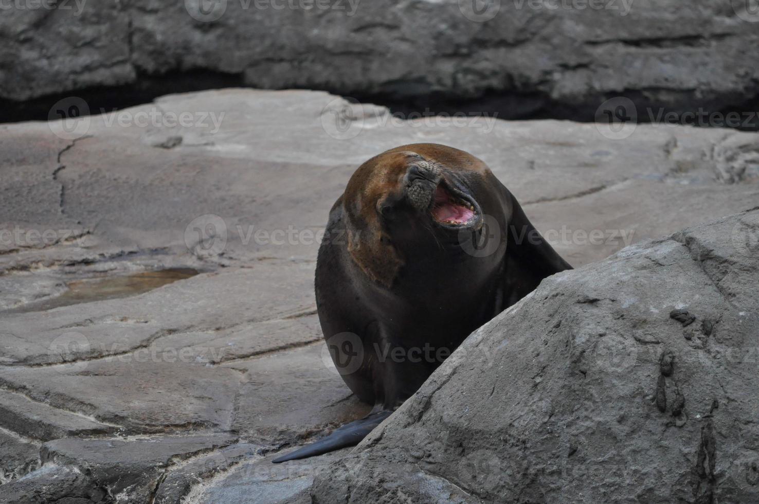 Otary mammal animal photo