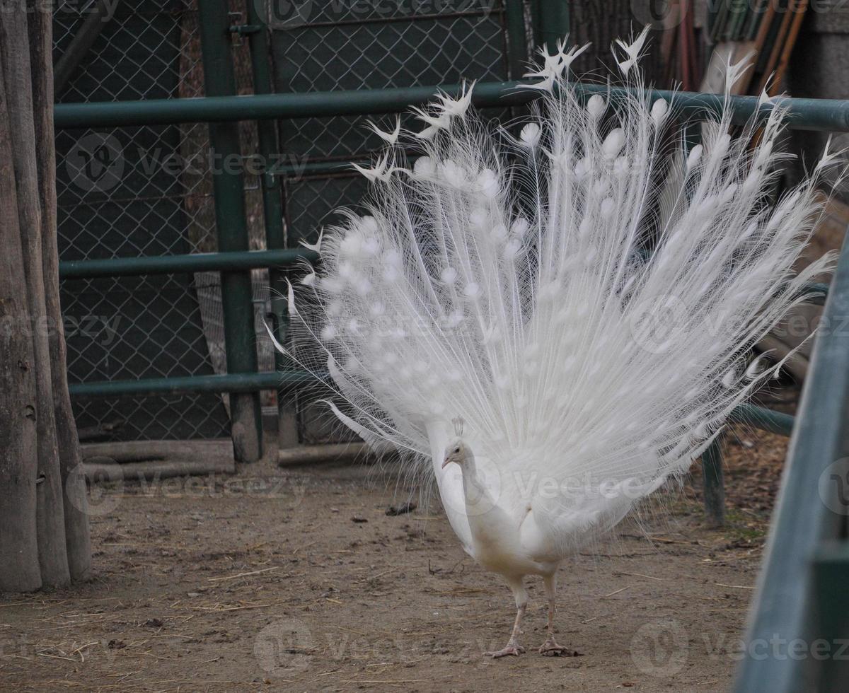 Peacock bird animal photo