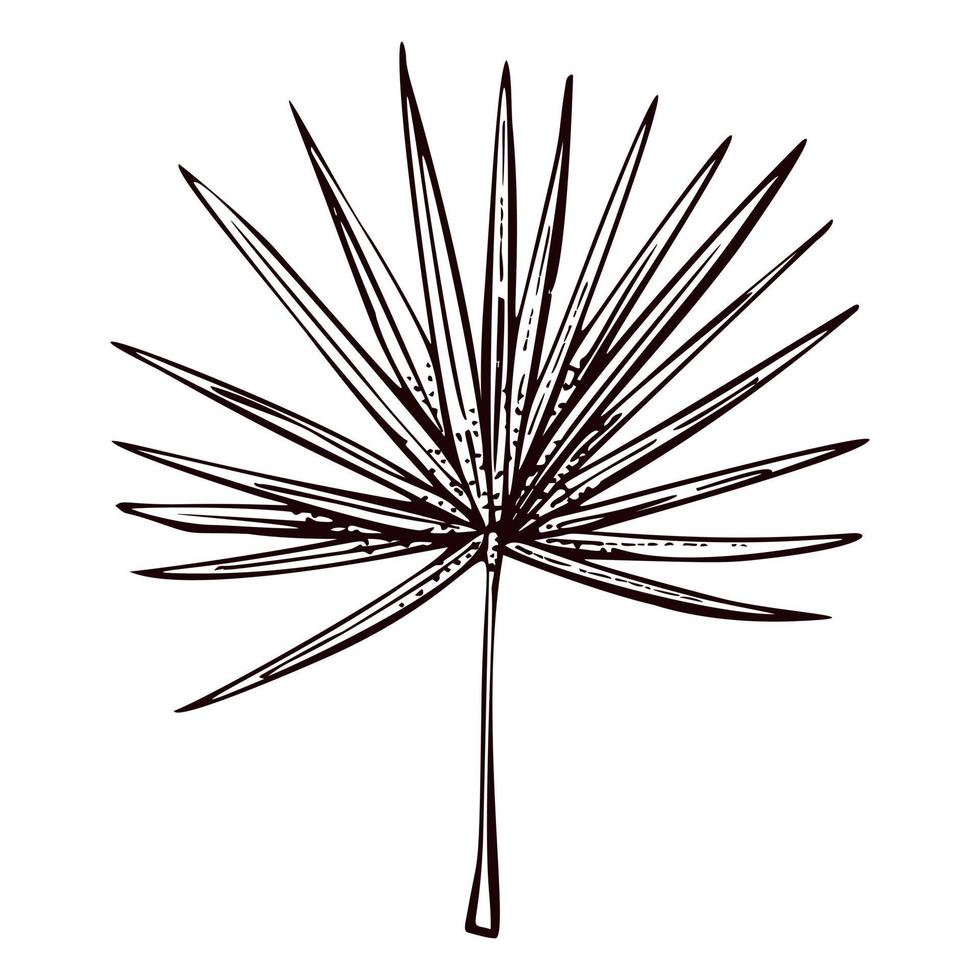 Palm leaf sketch isolated. Retro element tropical plants in hand drawn style. vector