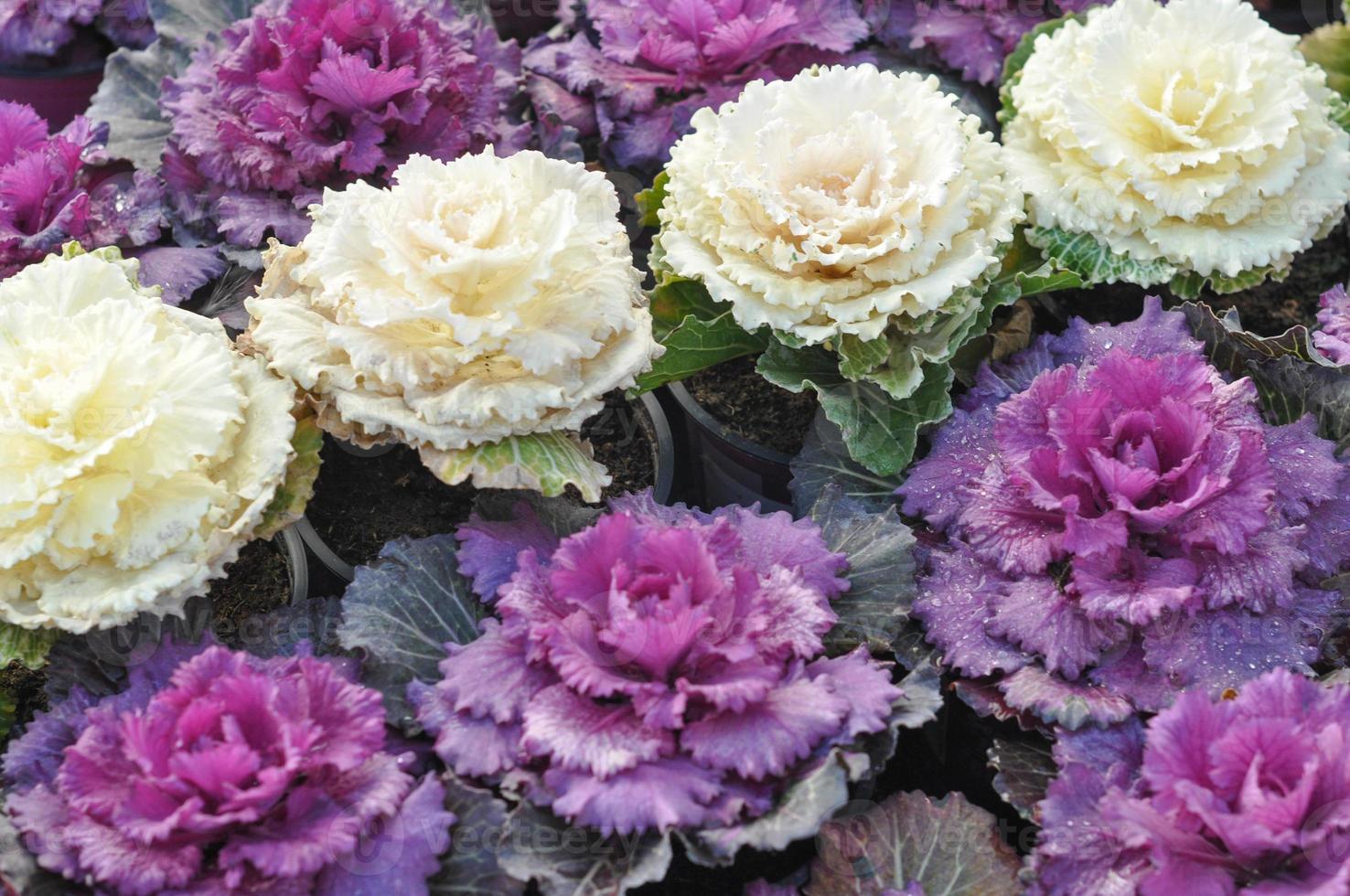 Ornamental cabbage flower 5665928 Stock Photo at Vecteezy
