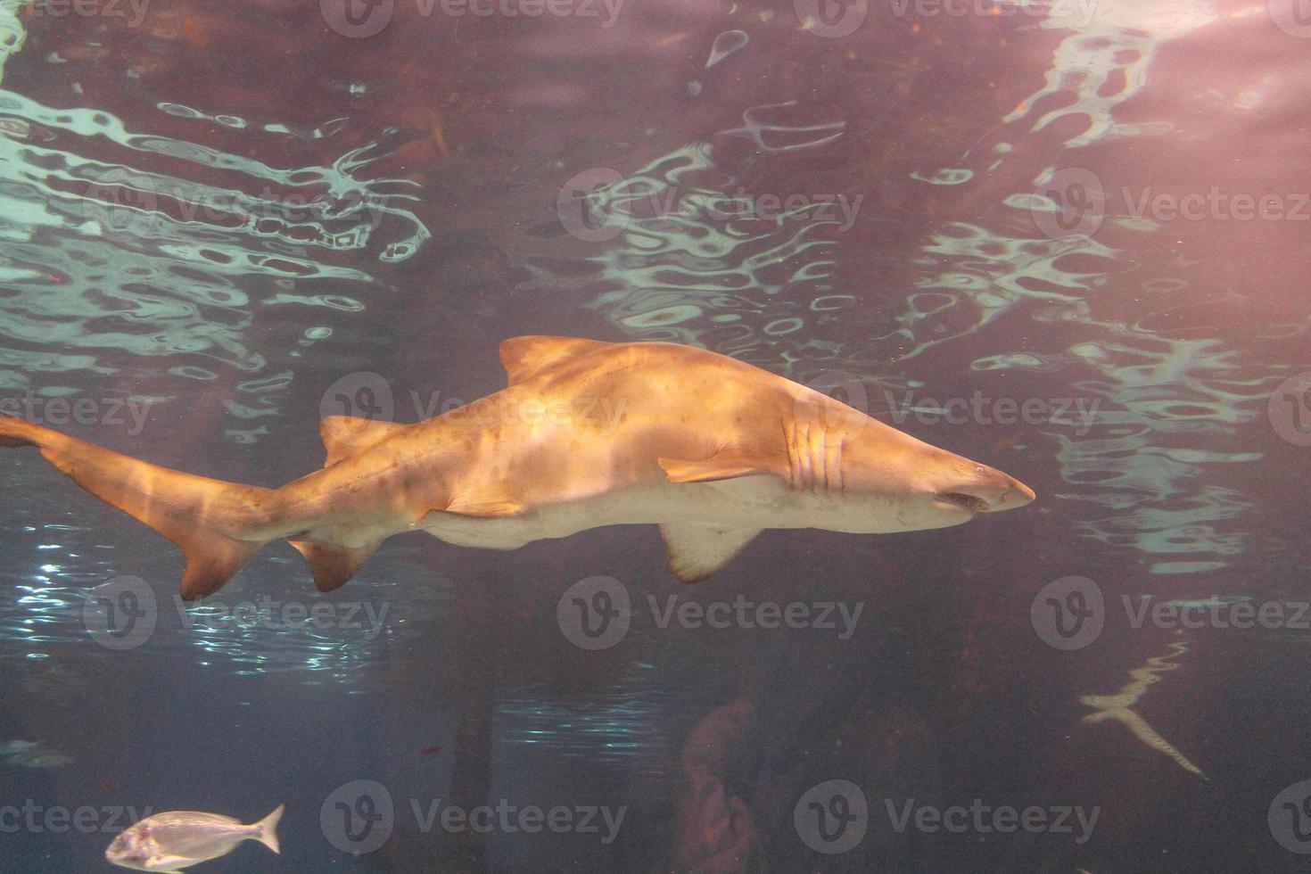 tiburón selachimorpha selachii peces animales foto