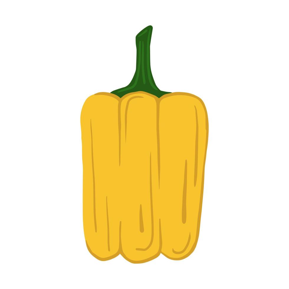 Yellow bell pepper isolated on white background. Hand drawn paprika vegetable. vector