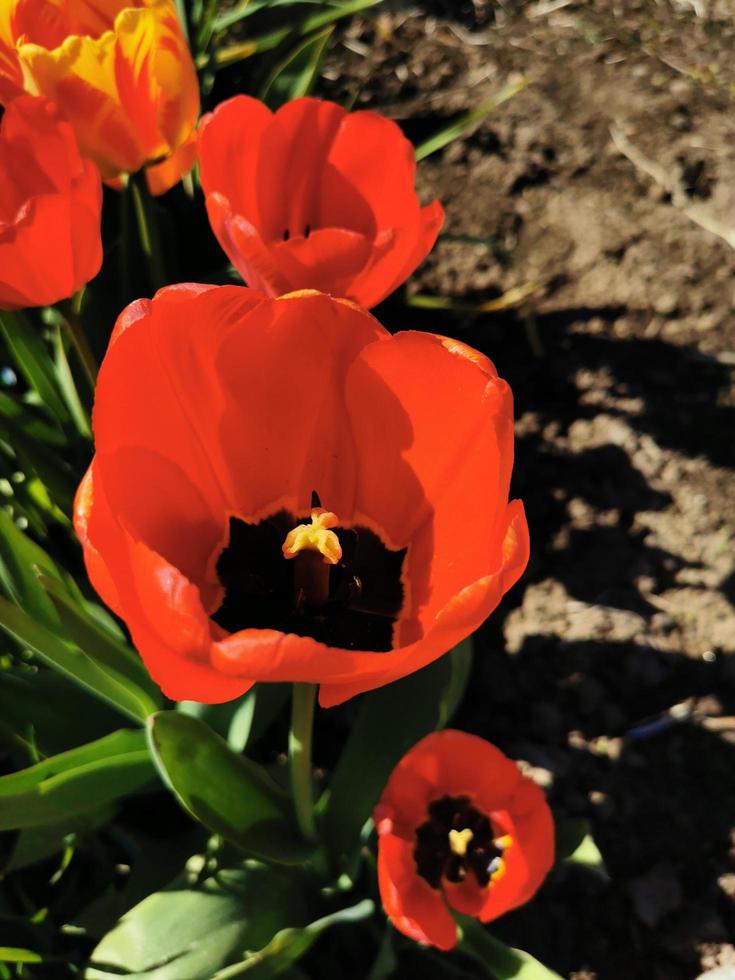Spring flowers tulips photo
