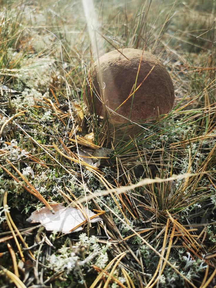 Mushroom in the spruce forest in the moss photo