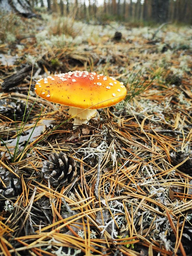 hongo en el bosque de abetos en el musgo foto