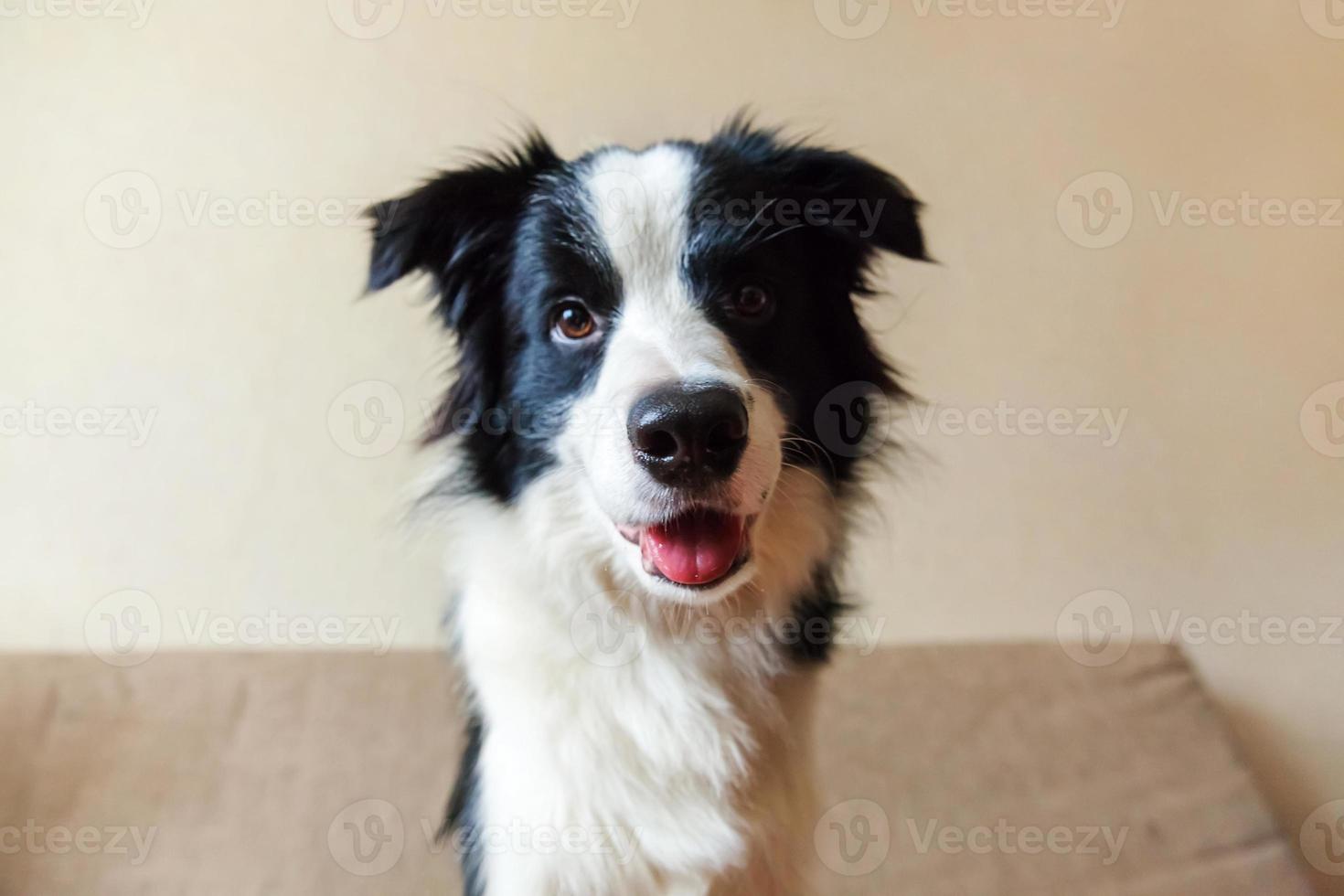 divertido retrato de un lindo cachorro sonriente border collie en el sofá. nuevo miembro encantador de la familia perrito en casa mirando y esperando recompensa. cuidado de mascotas y concepto de animales. foto