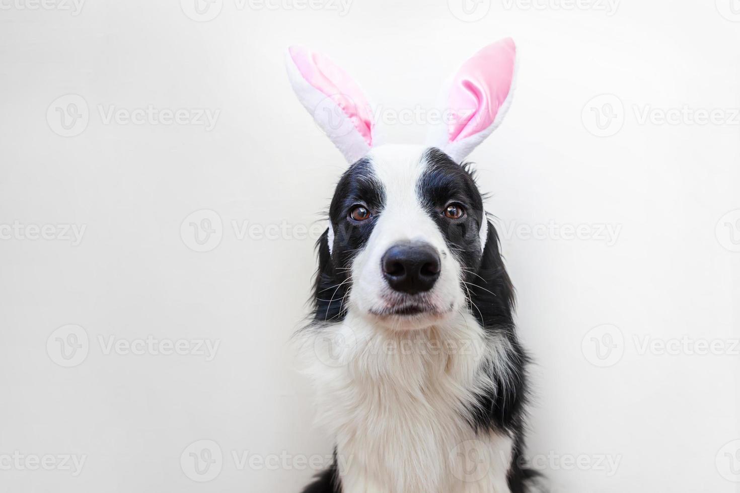 feliz concepto de pascua. Gracioso retrato de lindo cachorro sonriente border collie vistiendo orejas de conejo de Pascua aislado sobre fondo blanco. foto