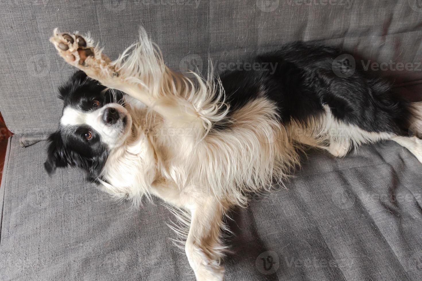 Funny cute puppy dog border collie lying down on couch at home indoors. Pet dog resting ready to sleep on cozy sofa. Pet care and animals concept. photo