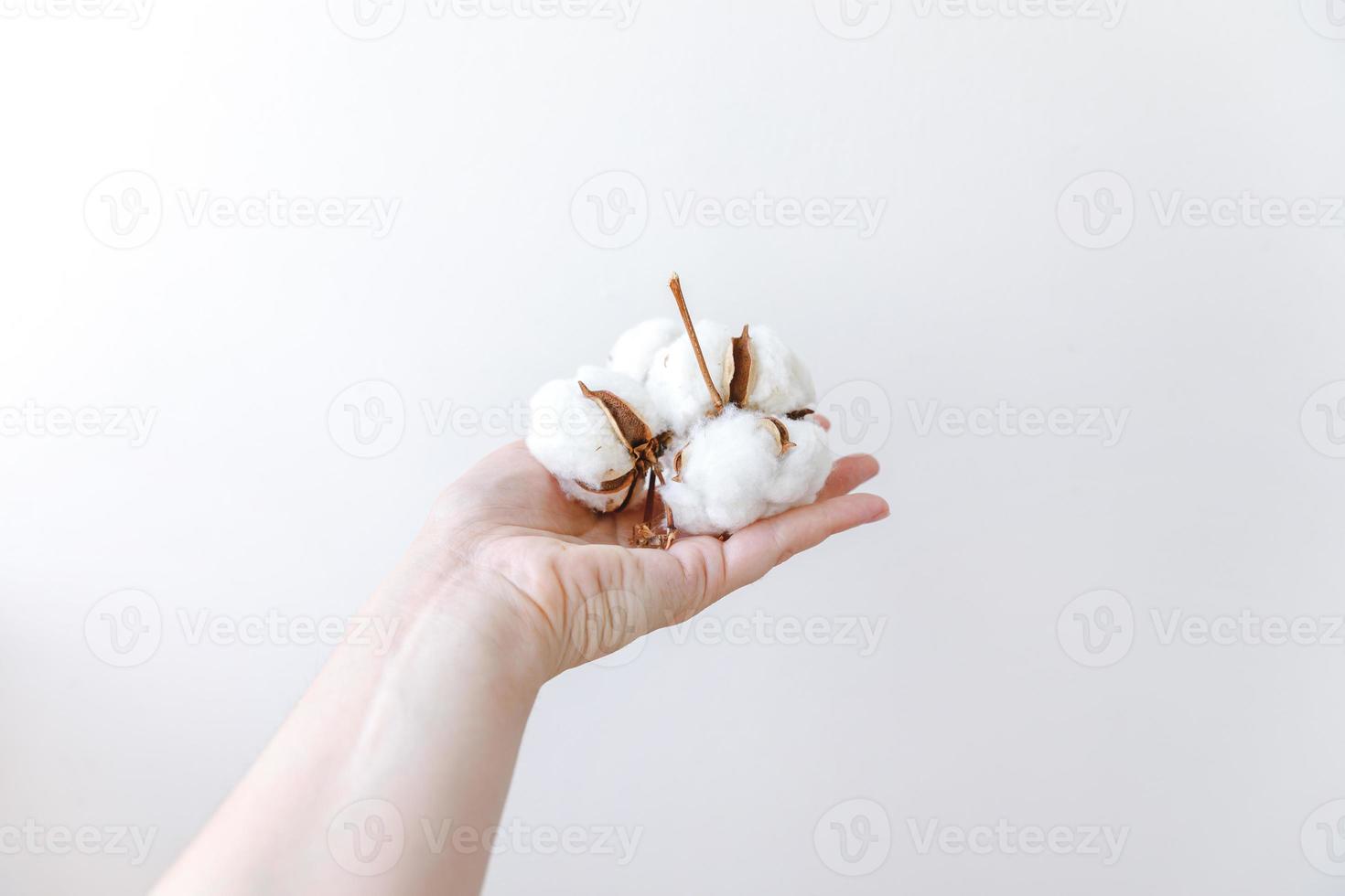 Woman hand holding dried white cotton flower isolated on white background. Fabric cloth softness natural organic farm allergy concept. photo