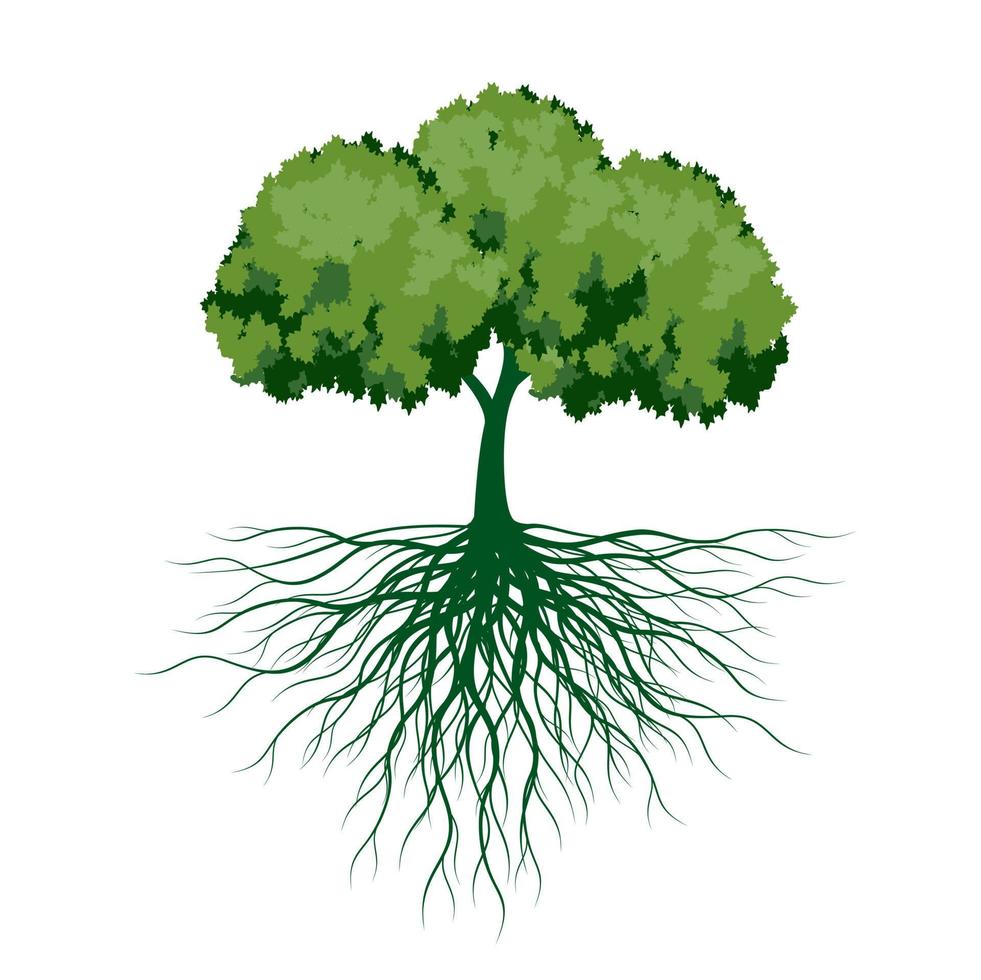 árbol verde con hojas y raíces. ilustración de contorno vectorial. planta en jardín. vector