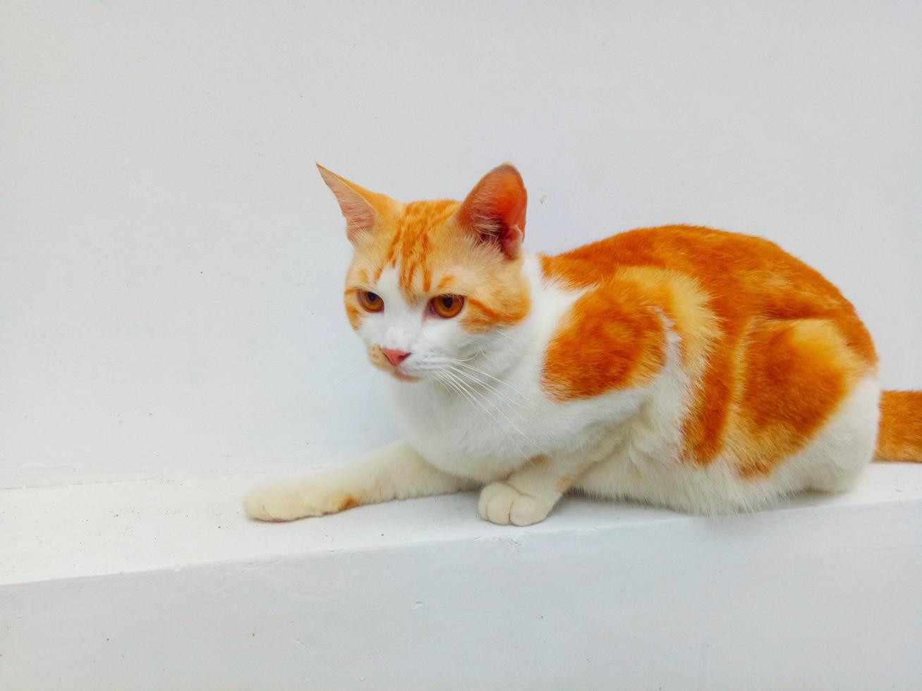 white and orange cat sitting on a white background photo