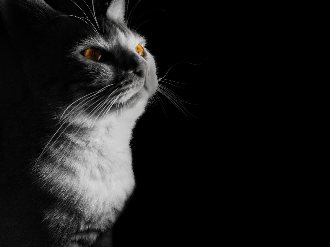 gato doméstico de ojos amarillos con concepto fotográfico en blanco y negro sobre fondo negro y oscuro. foto