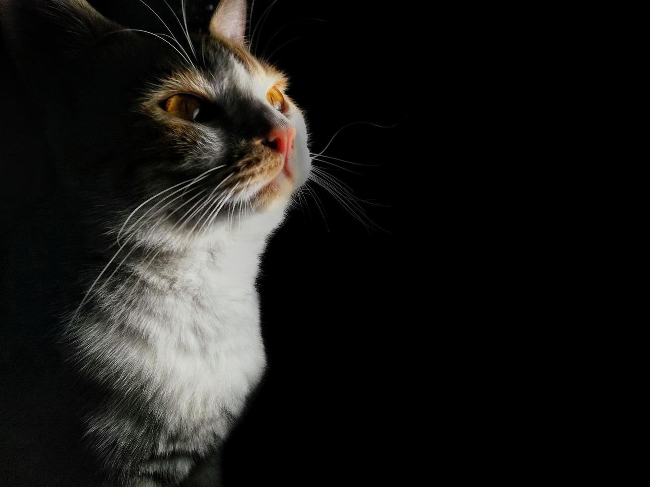 Photo of a domestic cat with white orange fur on a black and dark background.