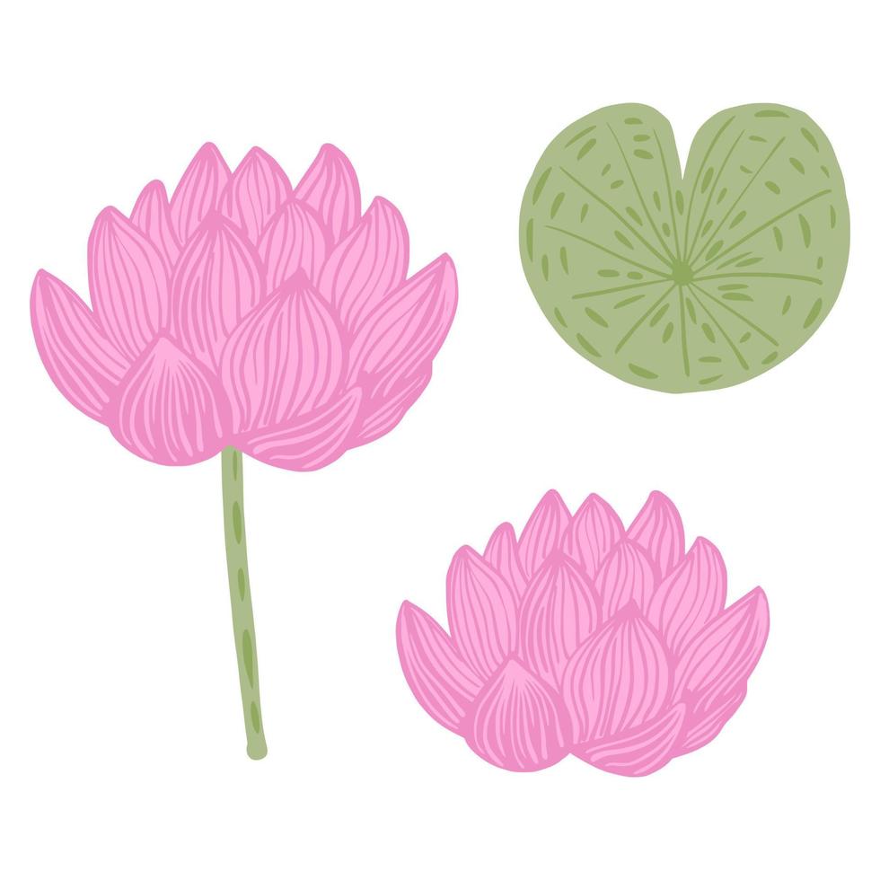 Set flower lotus isolated on white background. Abstract botanical blossom, bud and leaf. Floral sketch pink and green color. vector