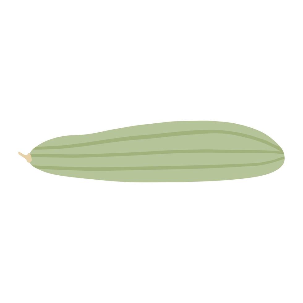 Marrow vegetable. Zucchini isolated. vector
