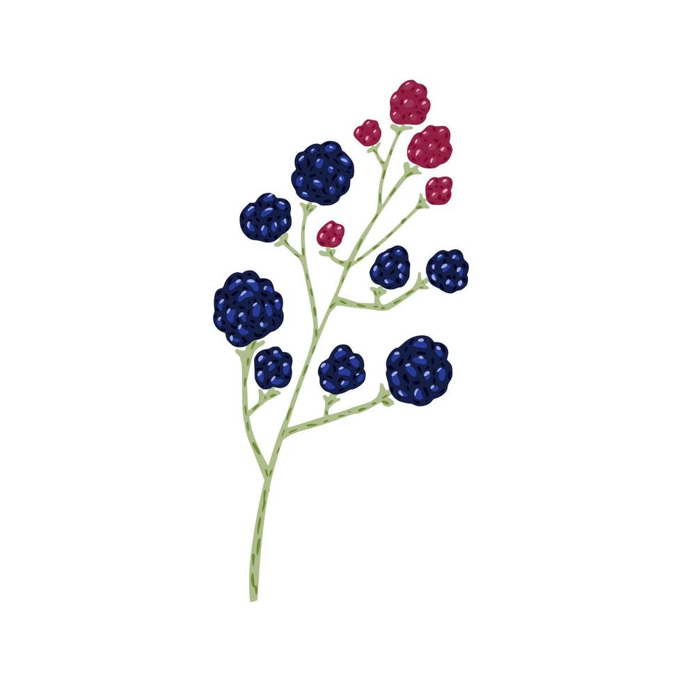 Twig blackberry and raspberry isolated on white background. Beautiful hand drawn icon with berry on sprig. vector