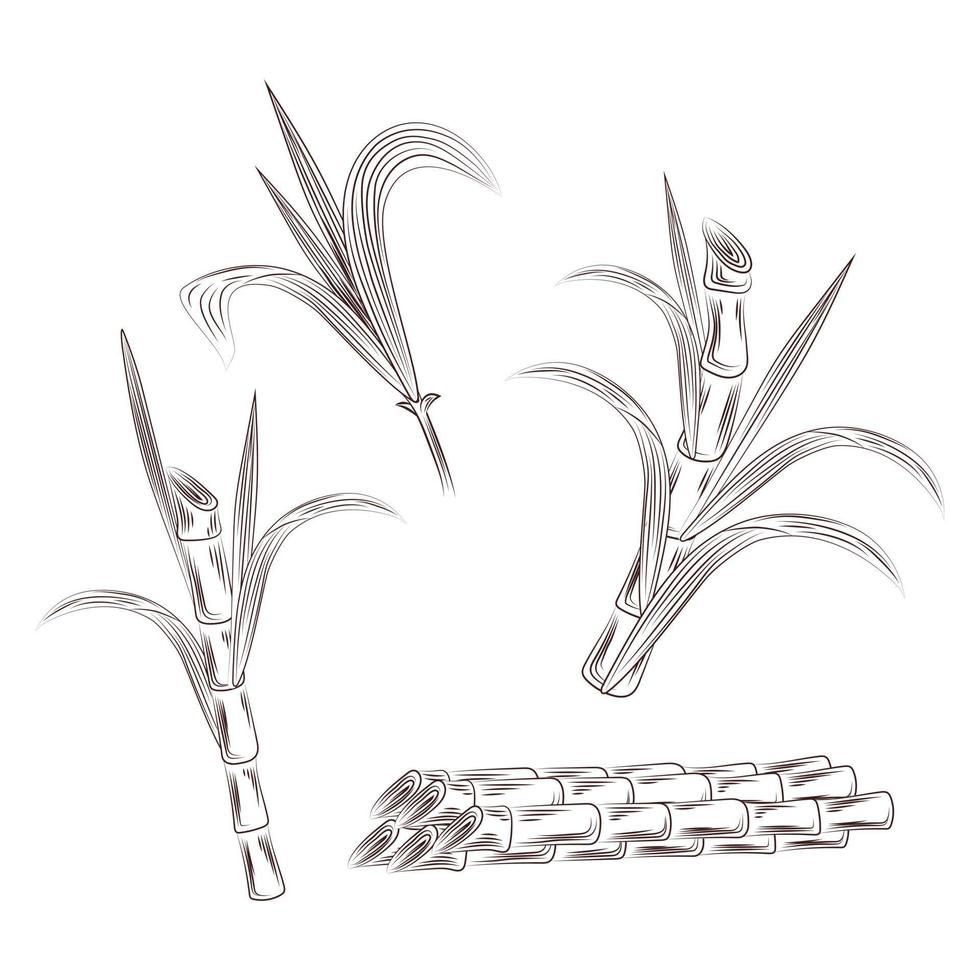 Set of raw sugar cane plant stalks. Hand draw cane leaves background. vector