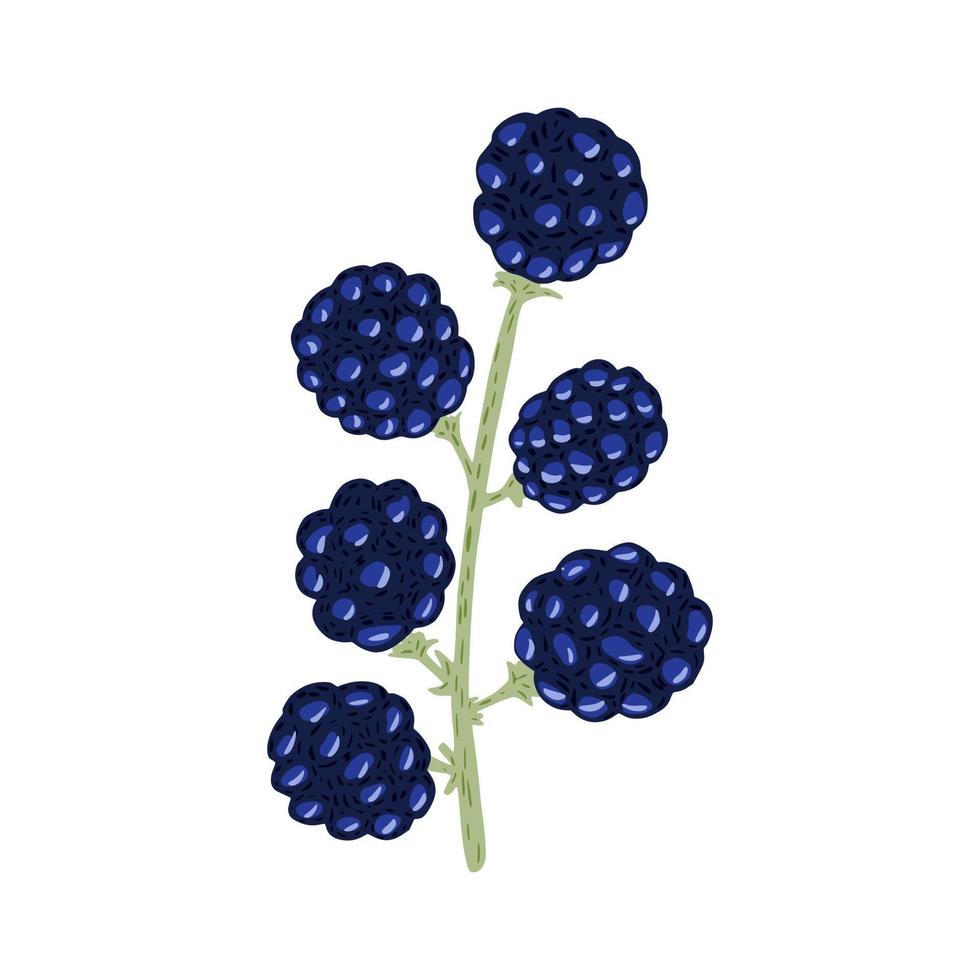 Twig blackberry isolated on white background. Beautiful hand drawn icon with dewberry on sprig. vector