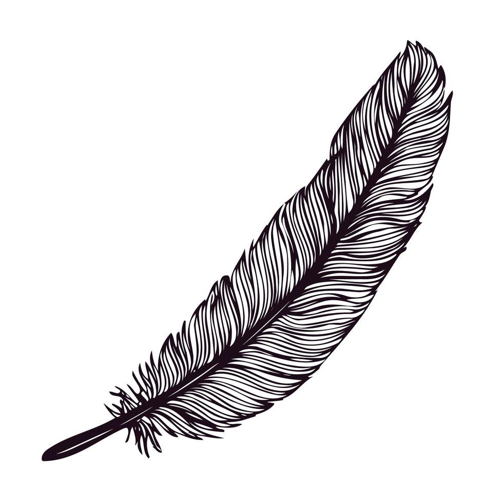 Hand drawn feather isolated on white background. vector