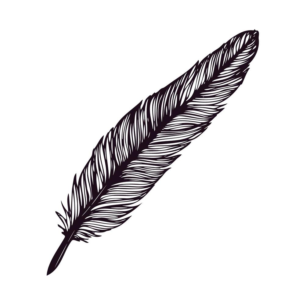 Hand drawn feather isolated on white background. vector