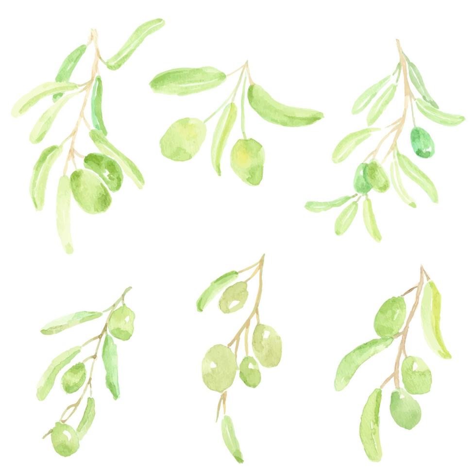 colección de elementos de rama de olivo dibujados a mano acuarela vector