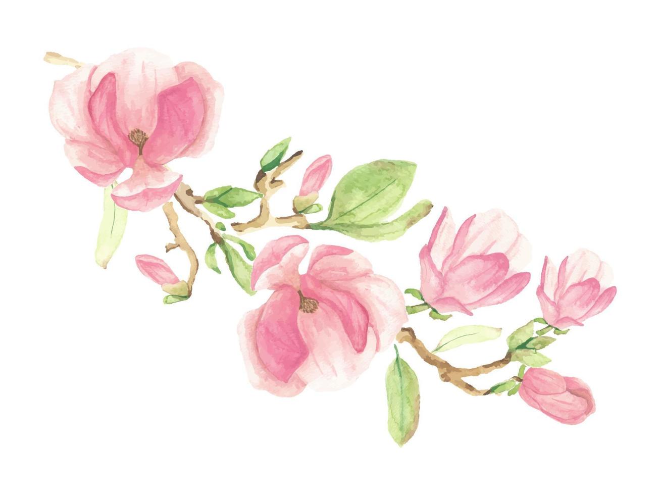 watercolor pink blooming magnolia flower and branch bouquet vector