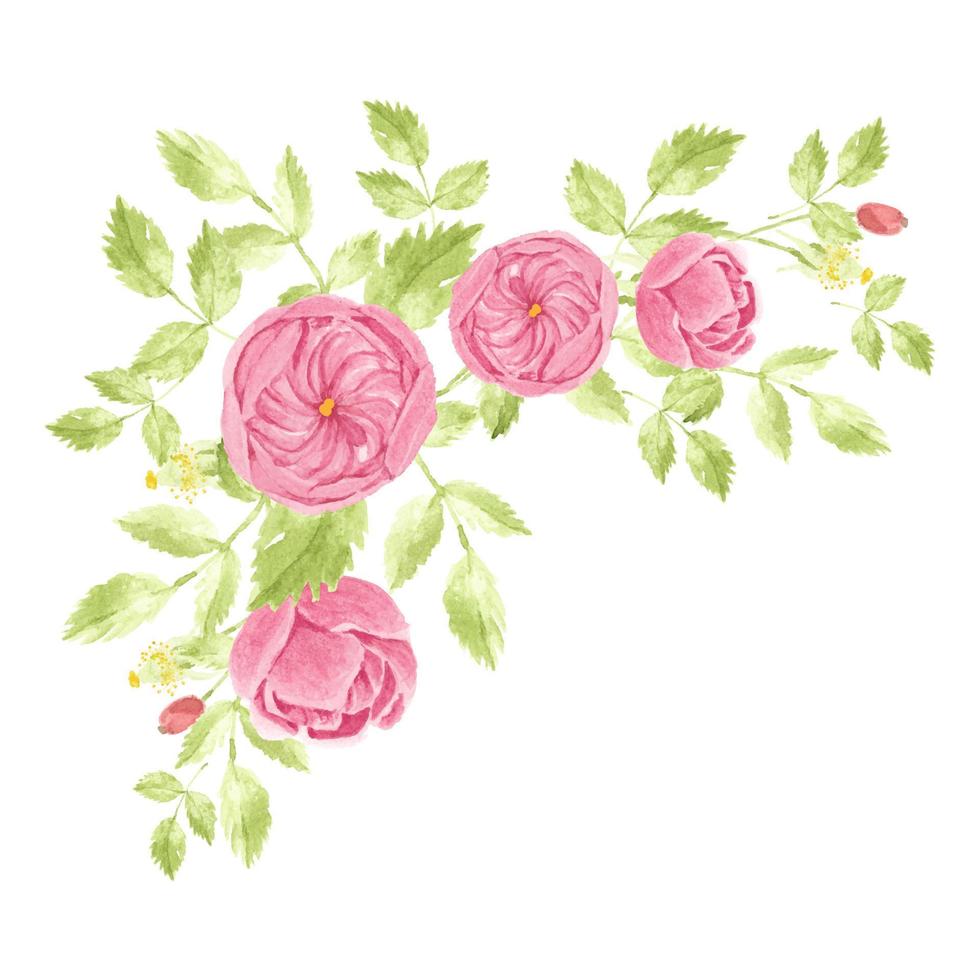 watercolor hand drawn pink english rose bouquet vector