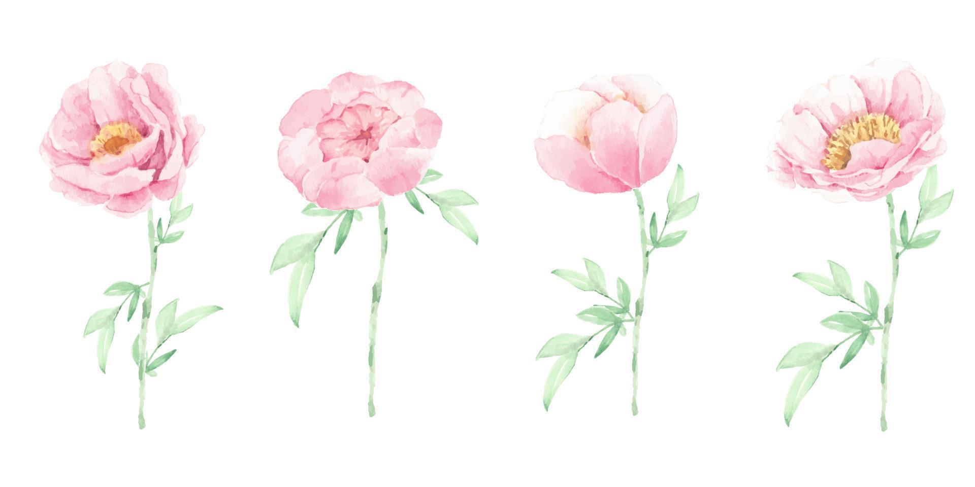 watercolor pink peony flower and green leaves elements isolated on white background vector