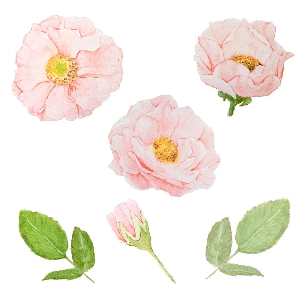 watercolor pink roses collection on white background isolated vector