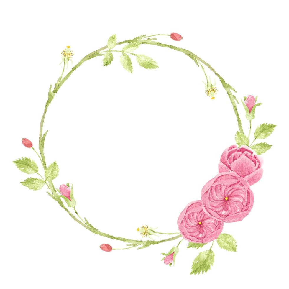 watercolor pink english rose wreath frame vector