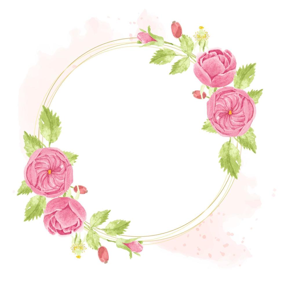 watercolor pink english rose wreath with round golden frame on pink splash background vector