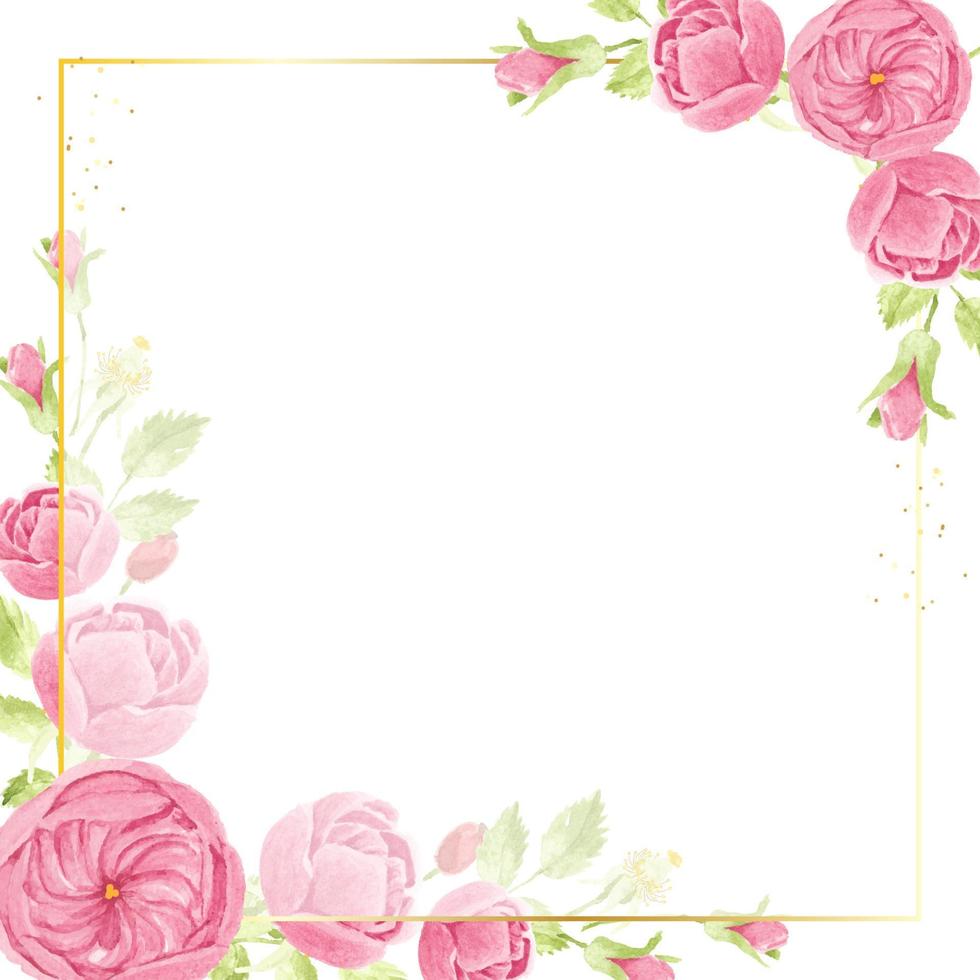 watercolor pink english rose with golden luxury square frame with copy space for text vector
