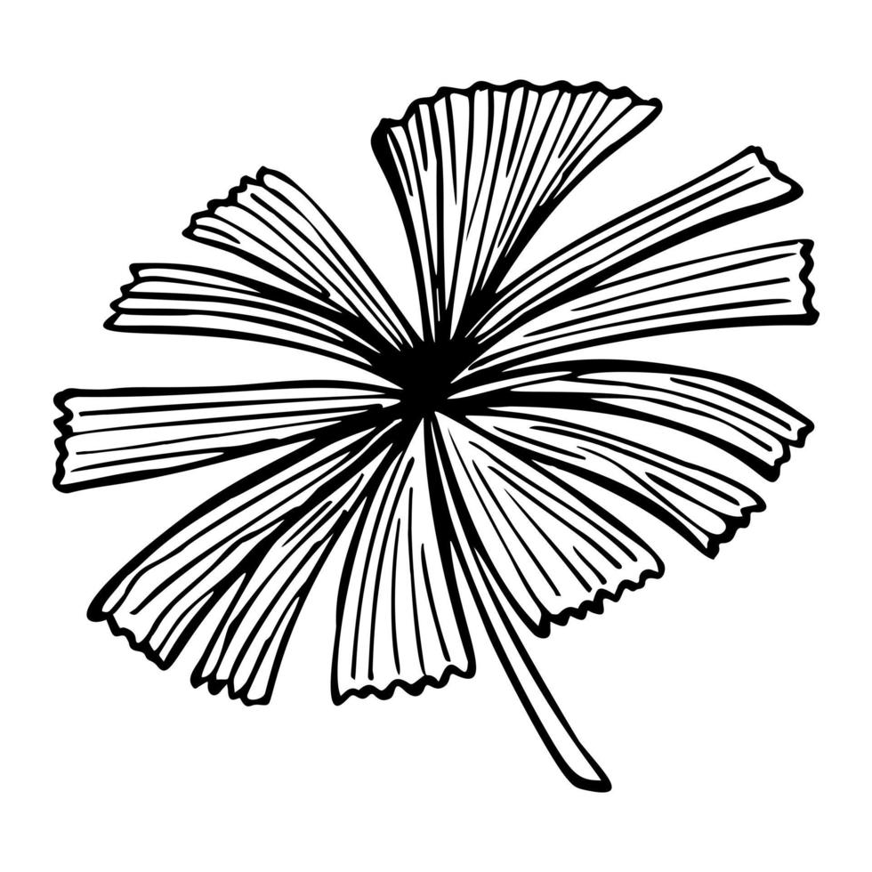 Palm leaf sketch isolated. Retro fan branch tropical plants in hand drawn style. vector