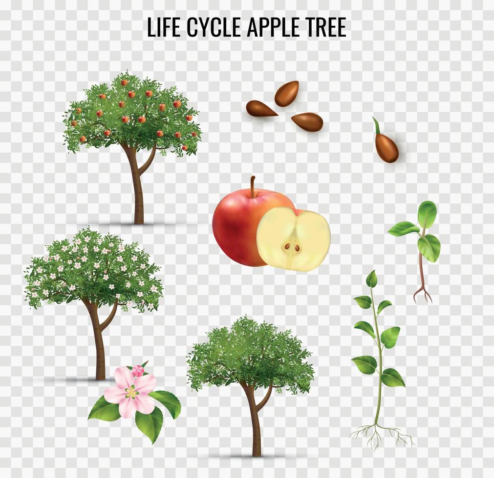 conjunto transparente del ciclo de vida de la manzana vector