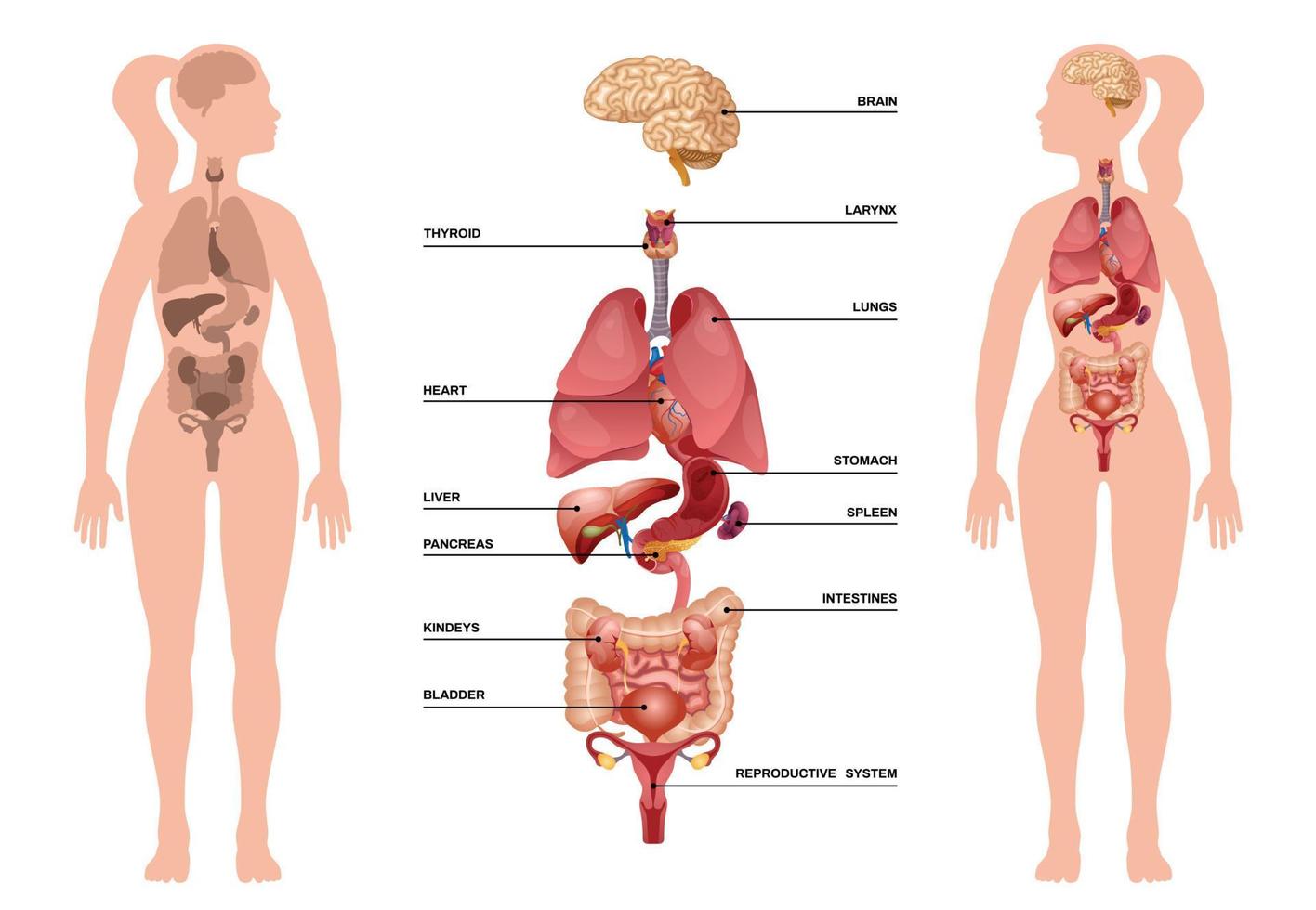 Human organ set. Heart, brain, lungs, liver, stomach, intestines, bladder,  kidneys, uterus and ovaries. Internal organs. Design element for medicine,  biology, education. Vector illustration. 15412193 Vector Art at Vecteezy