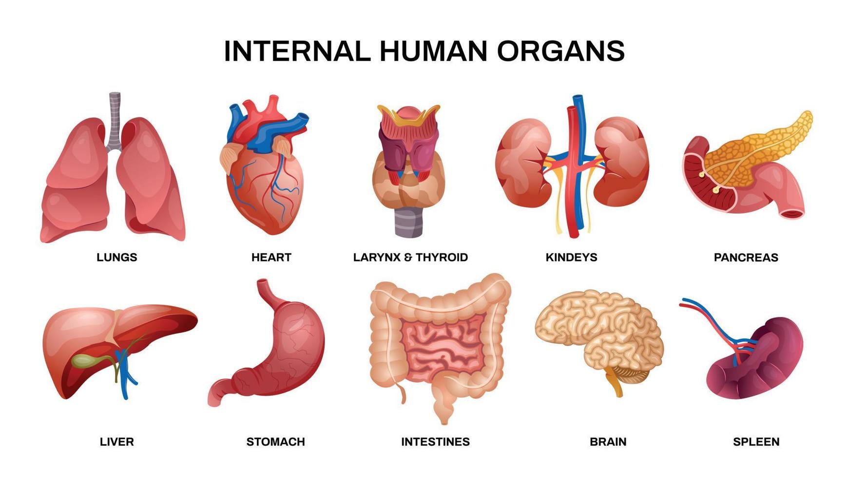 conjunto de iconos horizontales de órganos humanos internos vector